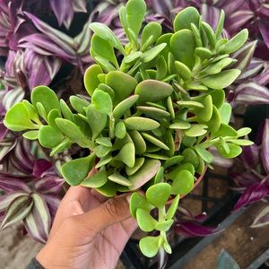 Trailing jade plant 4 inch pot | succulent plant |